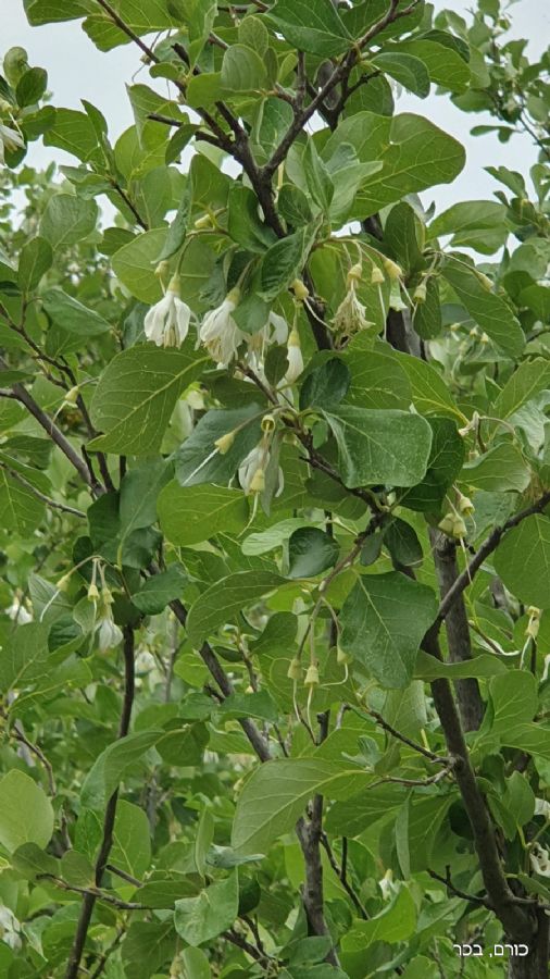 סובב הר מירון